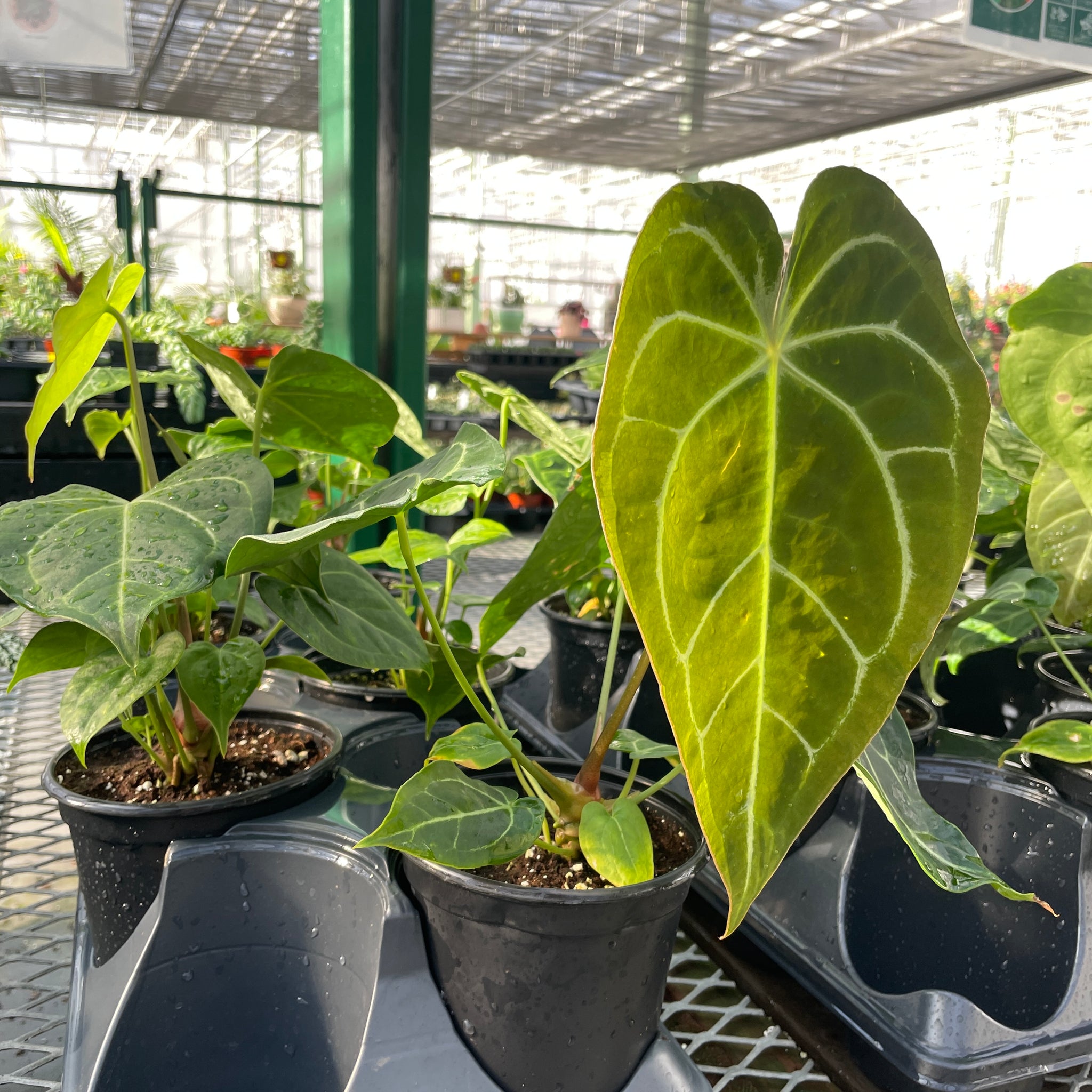 Anthurium, Forgetti