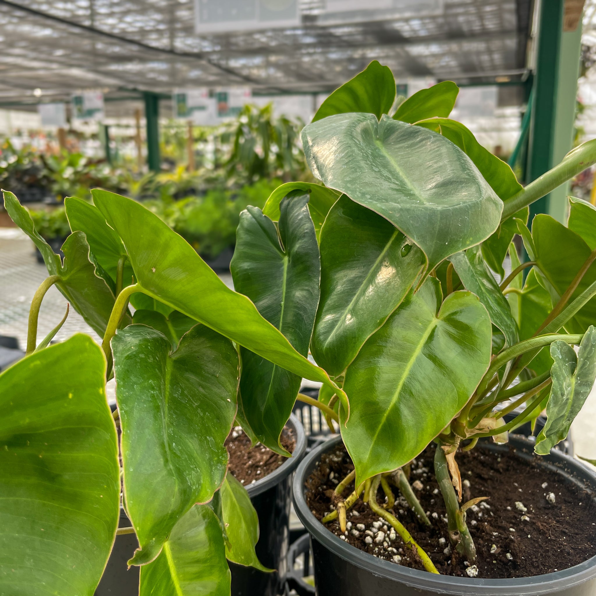 Philodendron Burle Marx