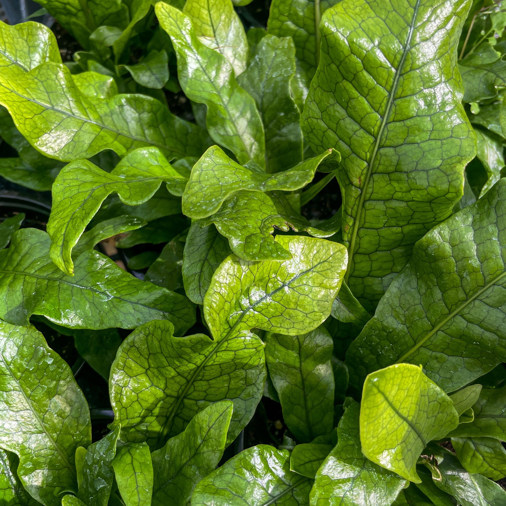 Crocodile Fern