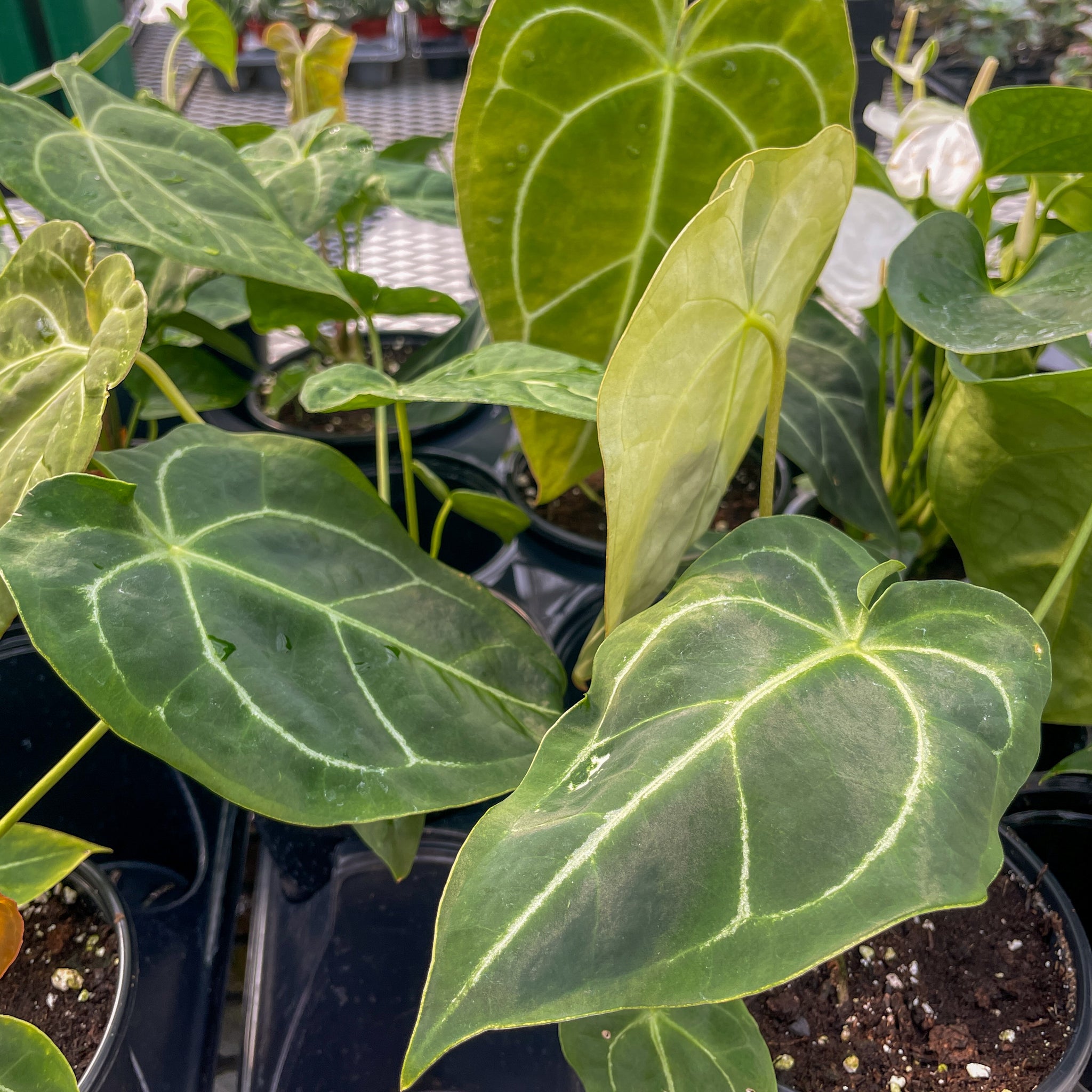 Anthurium Clarinervium