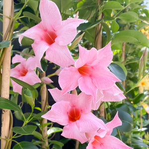 Mandevilla, 4 foot