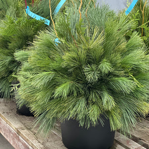 12" Wintergreen Pot
