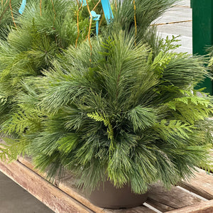 10" Wintergreen Pot