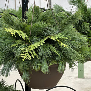 12" Wintergreen Hanging Basket