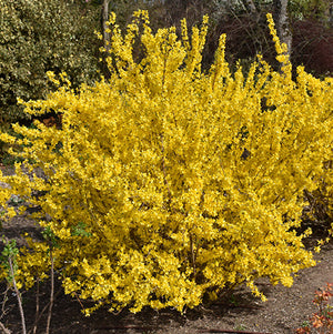 Forsythia, Magical Gold