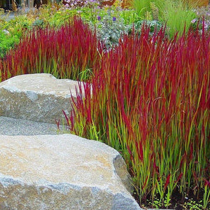 Japanese Blood Grass, Red Baron