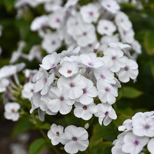 Phlox, Super Ka-Pow