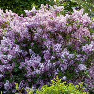 Lilac, Dwarf Korean