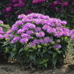 Monarda, Pardon My Series