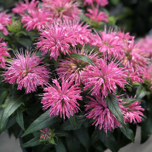 Monarda, Pardon My Series