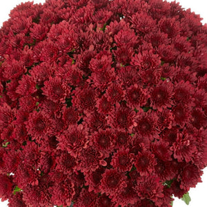 Fall Mum, Buzz Merlot