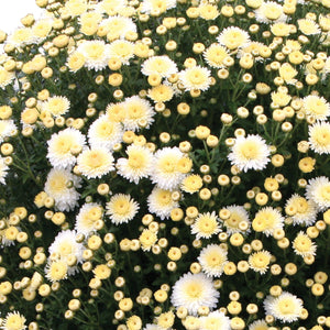 Fall Mum, Cheryl Frosty