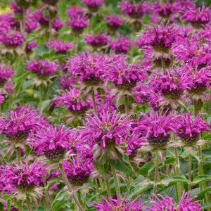 Monarda Purple Rooster