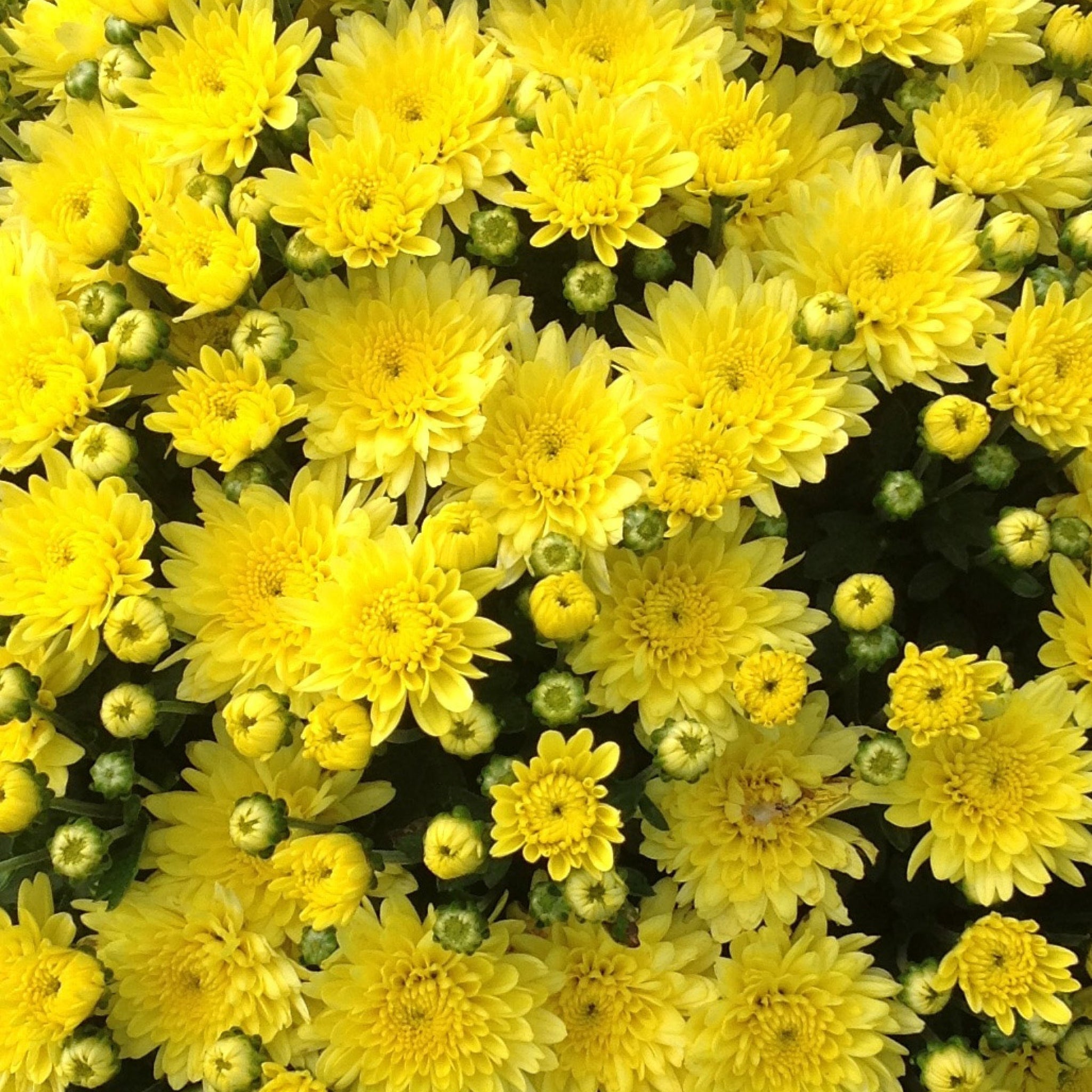 Fall Mum, Moonglow Yellow