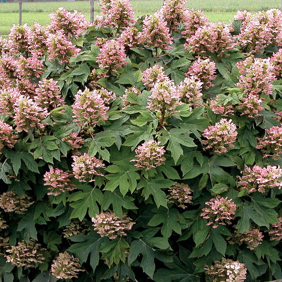 Hydrangea, Munchkin