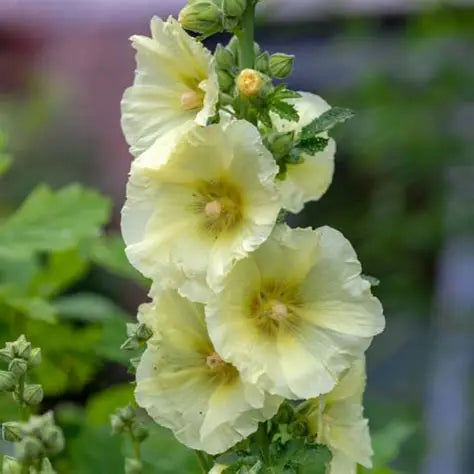 Alcea, Sunshine