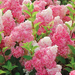 Hydrangea, Strawberry Sundae