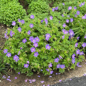 Geranium, Johnson's Blue