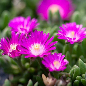 Delosperma, Jewel of the Desert