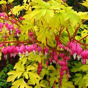Dicentra, Gold Heart