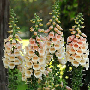 Digitalis, Dalmatian Series