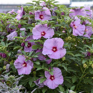 Hibiscus, Summerific