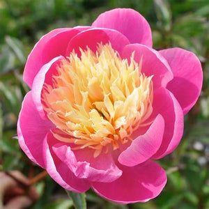 Paeonia, Bowl of Beauty