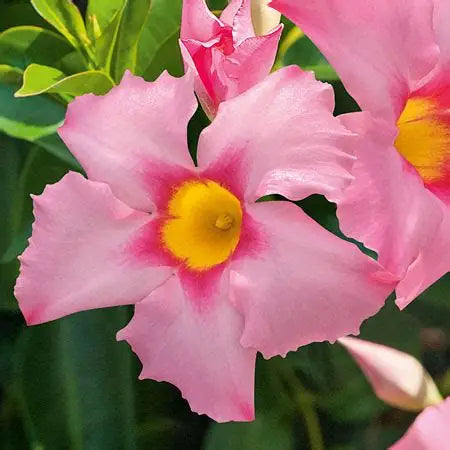 Dipladenia, 4" pots
