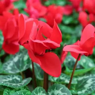 Cyclamen