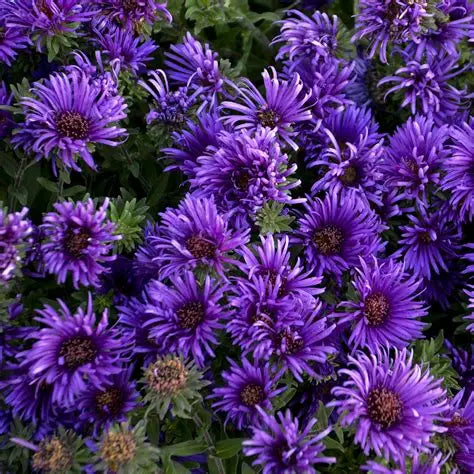 Aster, Grape Crush