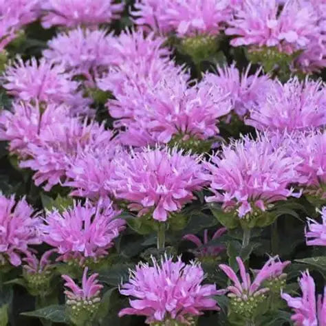 Monarda, Sugar Buzz Pink Frosting