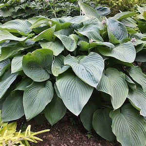 Hosta, Empress Wu