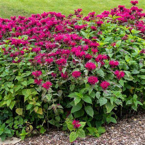 Monarda Raspberry Wine