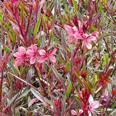Gaura, Passionate Rainbow