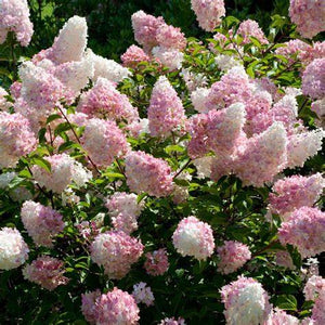 Hydrangea, Vanilla Strawberry