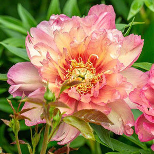 Paeonia, Itoh