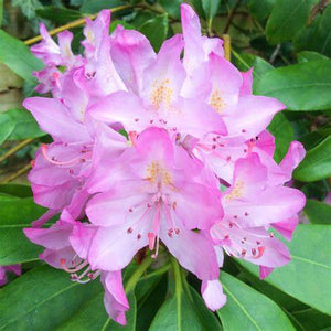 Rhododendron