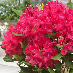Rhododendron