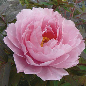 Tree Peony