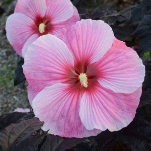 Hibiscus, Summerific Series