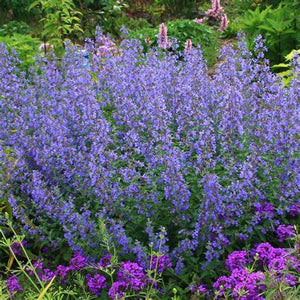 Nepeta, Walker's Low