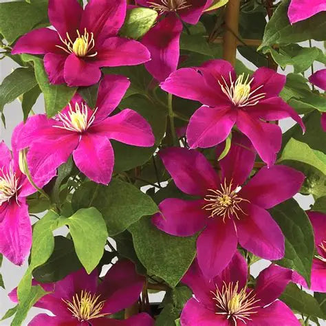 Clematis, Acropolis