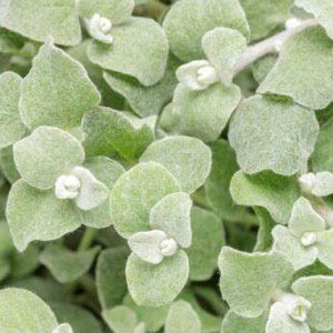 Helichrysum, White Licorice