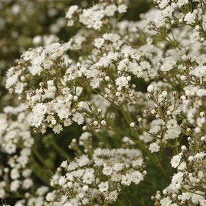 Gypsophila, Festival Star