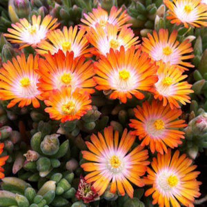 Delosperma, Jewel of the Desert
