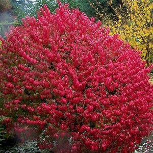 Burning Bush
