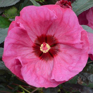 Hibiscus, Summerific