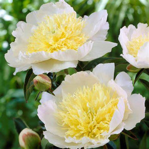Paeonia, Honey Gold