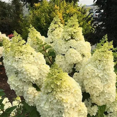 Hydrangea, Lavalamp Moonrock