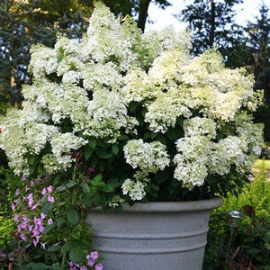 Hydrangea Bobo